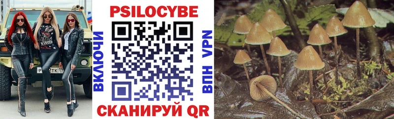 сколько стоит  Новочебоксарск  Галлюциногенные грибы Psilocybe 
